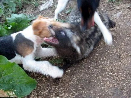 Vânătoare fox terrier - vânătoare și pescuit în România și în străinătate