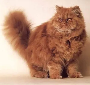 Персийски червена котка,, мяу бау