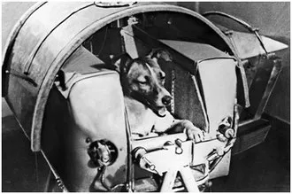Първо куче Лайка космонавт - galaxyforyous jimdo-страница!