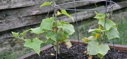 plantulele de castraveți