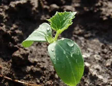 plantulele de castraveți