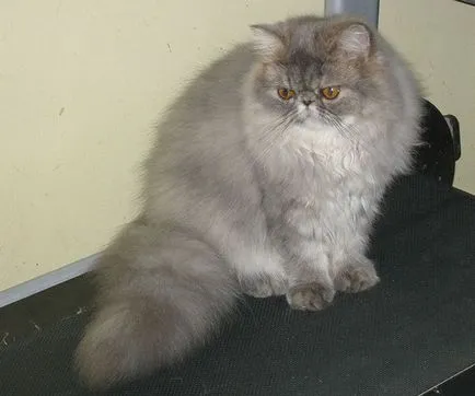 tabinet pisică persană