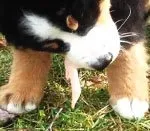 Bernese Mountain Dog Nutriție