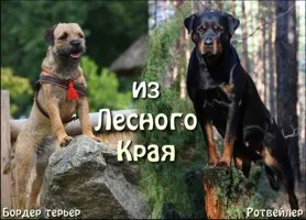 Kennel kutyák, kutya Nyizsnyij Novgorod portál esemény - 3. rész