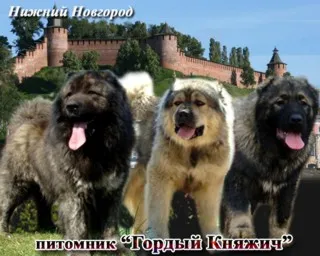 Kennel kutyák, kutya Nyizsnyij Novgorod portál esemény - 3. rész