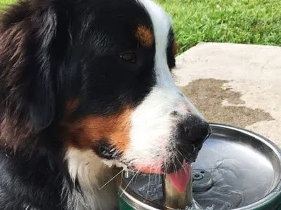 Bernese Mountain Dog Nutriție