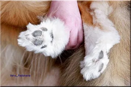 Collie Kennel shaggypack, pregătirea pentru Collie expoziție