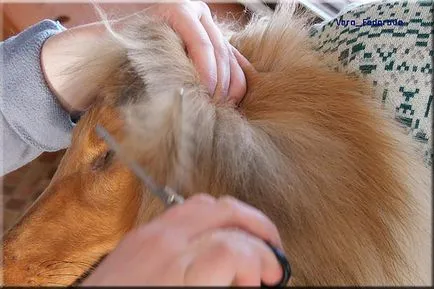 Collie Kennel shaggypack, pregătirea pentru Collie expoziție