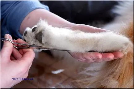 Collie Kennel shaggypack, pregătirea pentru Collie expoziție