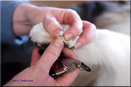 Collie Kennel shaggypack, pregătirea pentru Collie expoziție