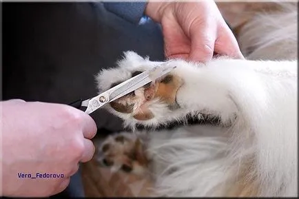 Collie Kennel shaggypack, pregătirea pentru Collie expoziție