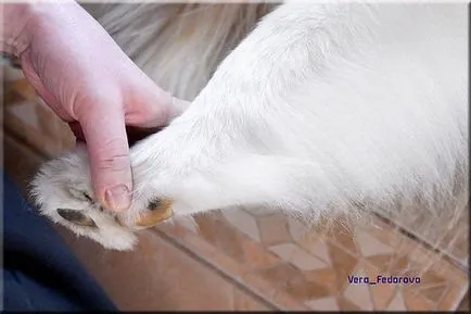 Collie Kennel shaggypack, pregătirea pentru Collie expoziție