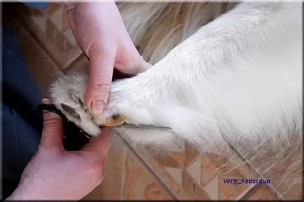 Collie Kennel shaggypack, pregătirea pentru Collie expoziție