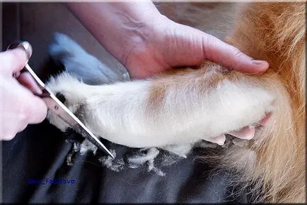 Collie Kennel shaggypack, pregătirea pentru Collie expoziție