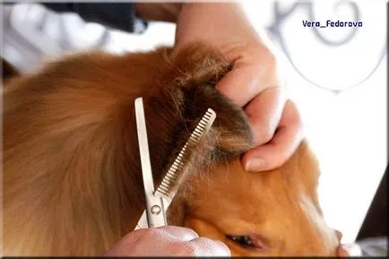 Collie Kennel shaggypack, pregătirea pentru Collie expoziție