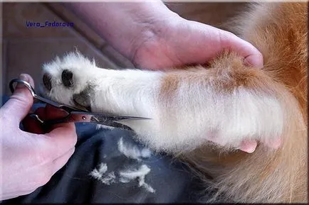 Collie Kennel shaggypack, pregătirea pentru Collie expoziție