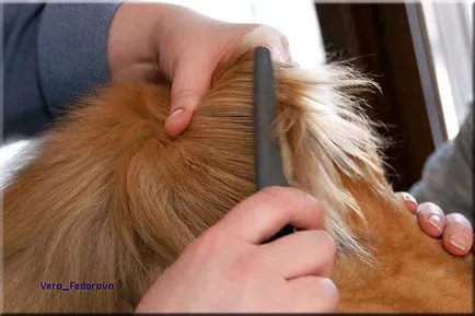 Collie Kennel shaggypack, pregătirea pentru Collie expoziție