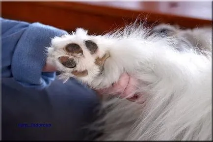 Collie Kennel shaggypack, pregătirea pentru Collie expoziție