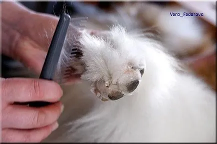 Collie Kennel shaggypack, pregătirea pentru Collie expoziție