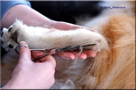 Collie Kennel shaggypack, pregătirea pentru Collie expoziție