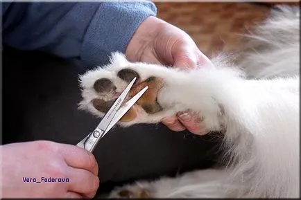 Collie Kennel shaggypack, pregătirea pentru Collie expoziție