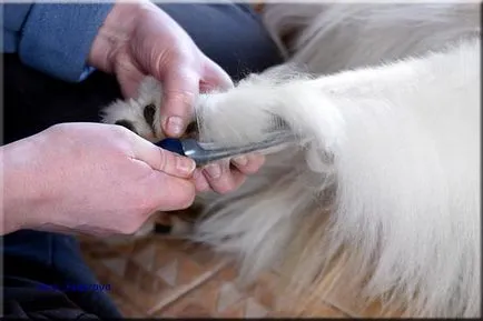 Collie Kennel shaggypack, pregătirea pentru Collie expoziție