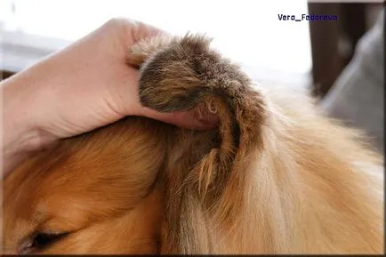 Collie Kennel shaggypack, pregătirea pentru Collie expoziție