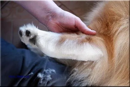 Collie Kennel shaggypack, pregătirea pentru Collie expoziție