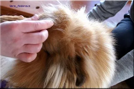 Collie Kennel shaggypack, pregătirea pentru Collie expoziție