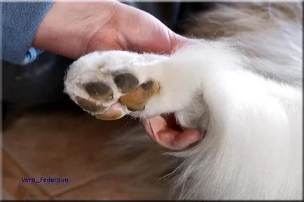 Collie Kennel shaggypack, pregătirea pentru Collie expoziție