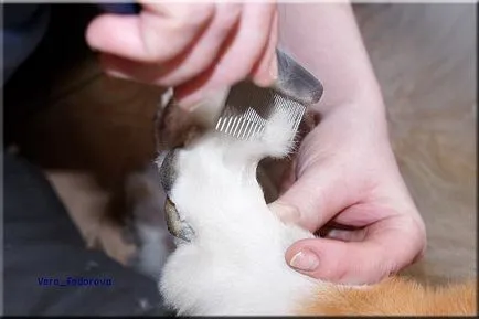 Collie Kennel shaggypack, pregătirea pentru Collie expoziție