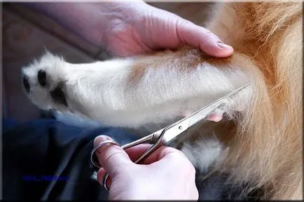 Collie Kennel shaggypack, pregătirea pentru Collie expoziție