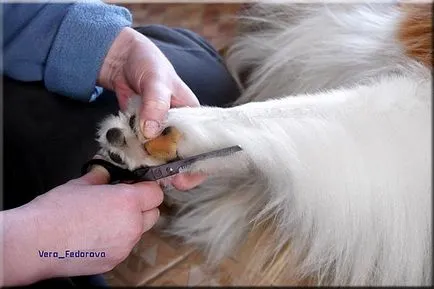 Collie Kennel shaggypack, pregătirea pentru Collie expoziție