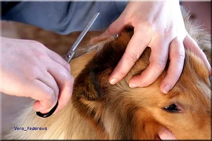 Collie Kennel shaggypack, pregătirea pentru Collie expoziție