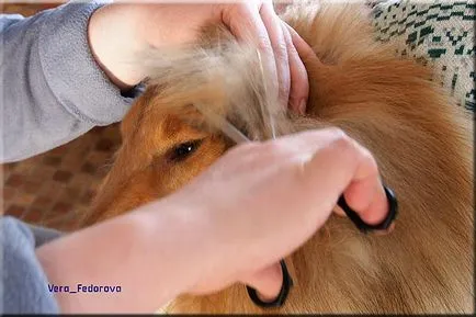 Collie Kennel shaggypack, pregătirea pentru Collie expoziție