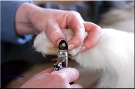 Collie Kennel shaggypack, pregătirea pentru Collie expoziție