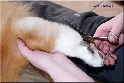 Collie Kennel shaggypack, pregătirea pentru Collie expoziție