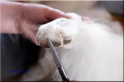 Collie Kennel shaggypack, pregătirea pentru Collie expoziție