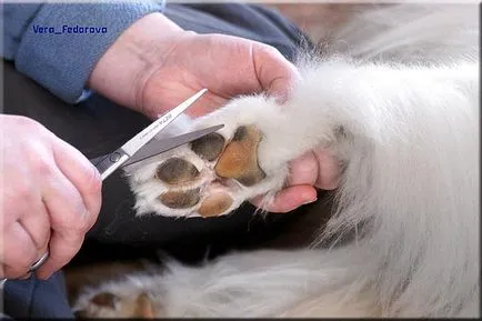 Collie Kennel shaggypack, pregătirea pentru Collie expoziție