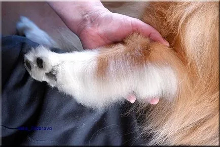 Collie Kennel shaggypack, pregătirea pentru Collie expoziție