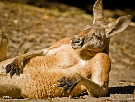 Miért a nagy jumper nevű kenguru