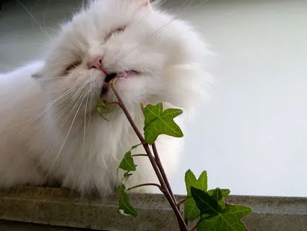 De ce pisica mananca florile de muguri de viață