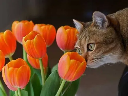 De ce pisica mananca florile de muguri de viață