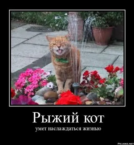 Miért ivartalanított kandúr sikoltozva, vörös macska