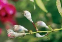 Miért szárad cseresznye - Titkok kertészek