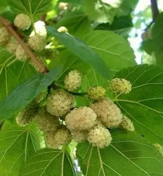 De ce se usuca cherry - Secretele grădinari