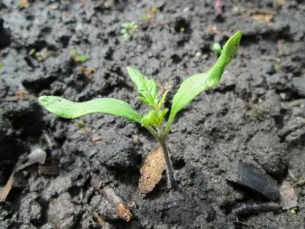 De ce nu germineze semințele de tomate, la sfatul întregii lumi