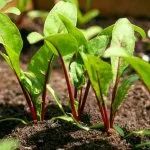 Talaj-előkészítés, ültetés sárgarépa - celhozportal