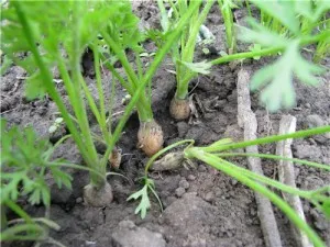 Подготовка на почвата за засаждане на моркови - celhozportal