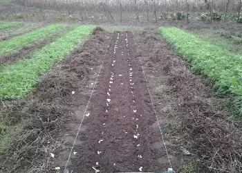 Pregătirea usturoi pentru plantare